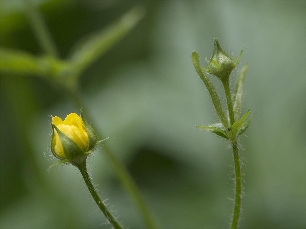 Geum urbanum